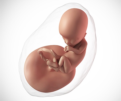 গর্ভধারনের তেরতম সপ্তাহ 1 গর্ভধারনের তেরতম সপ্তাহ 1